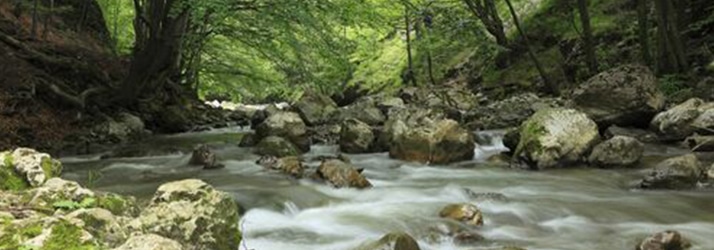 Forest Wellness in Shelburne VT