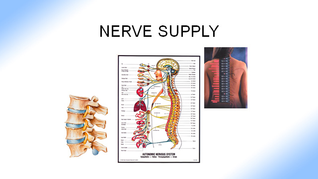 Chiropractic Shelburne VT Nerve Supply